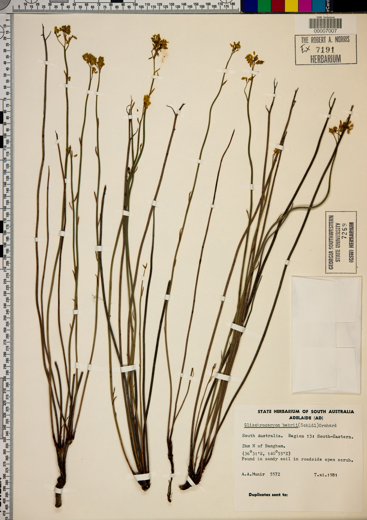 Glischrocaryon behrii image