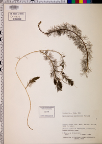 Myriophyllum sibiricum image