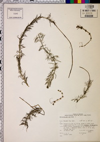 Myriophyllum spicatum image