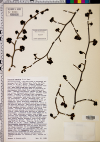 Parrotia persica image