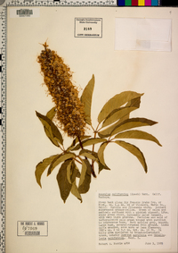 Aesculus californica image