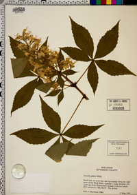 Aesculus glabra image