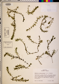 Hydrilla verticillata image