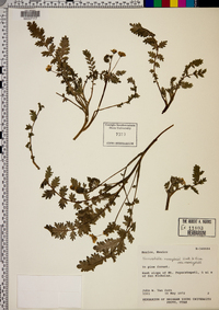 Nemophila menziesii image