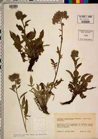 Phacelia californica image