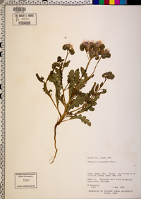 Phacelia crenulata image