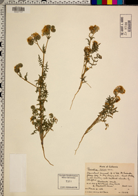 Phacelia distans image