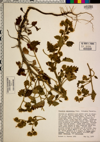 Phacelia malvifolia image