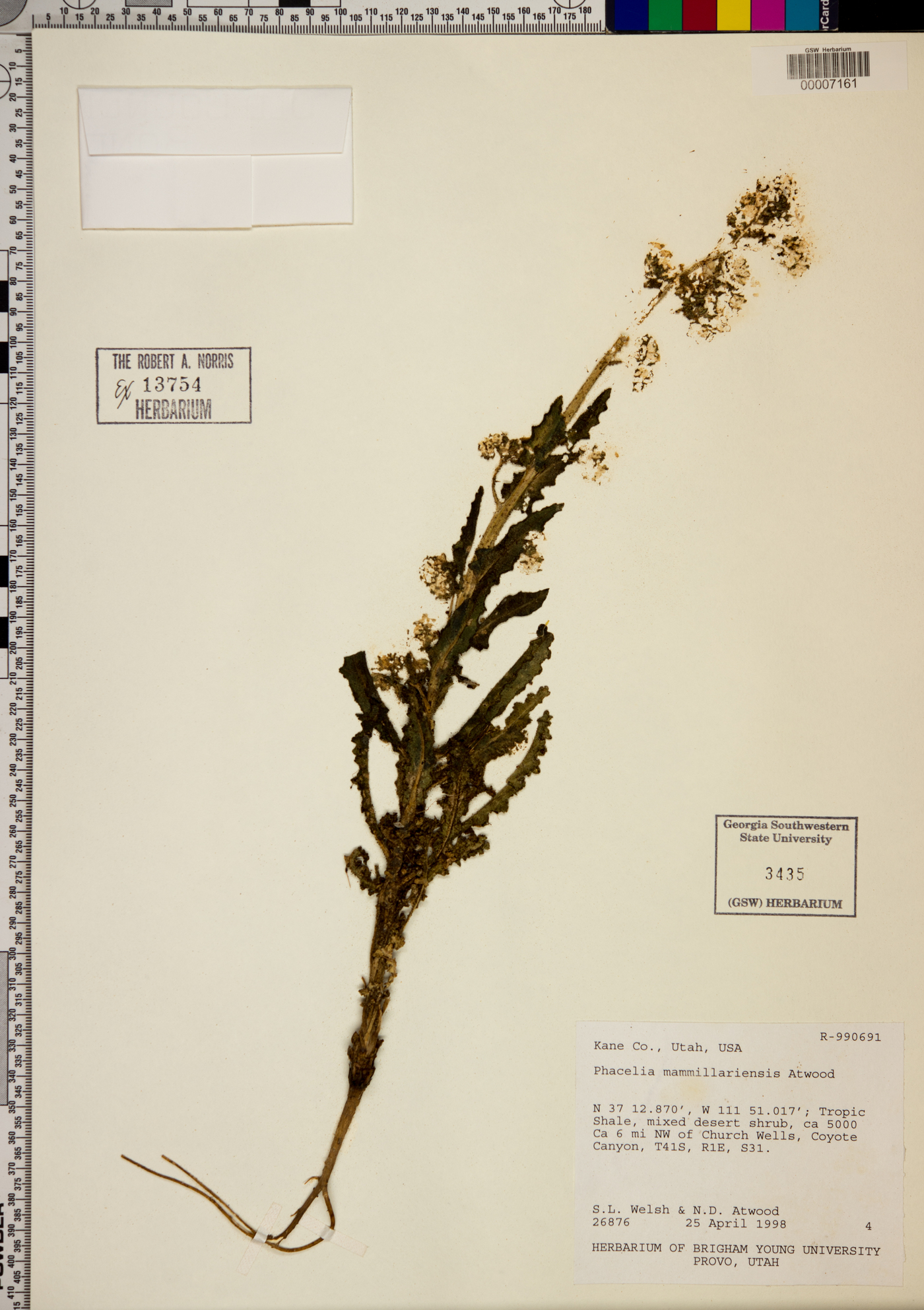 Phacelia mammillarensis image