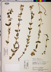 Hypericum formosum image