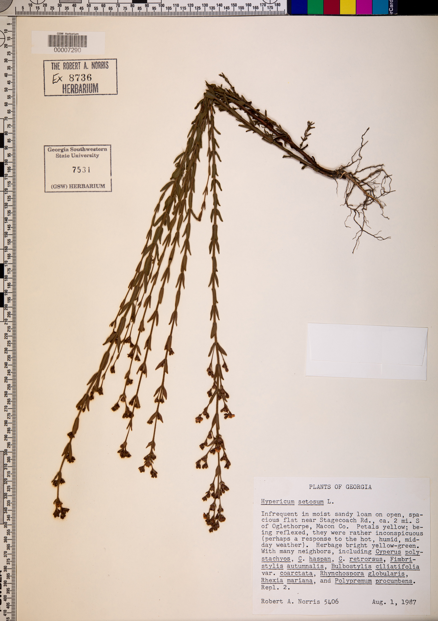 Hypericum setosum image