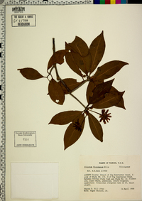 Illicium floridanum image