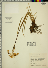 Iris missouriensis image