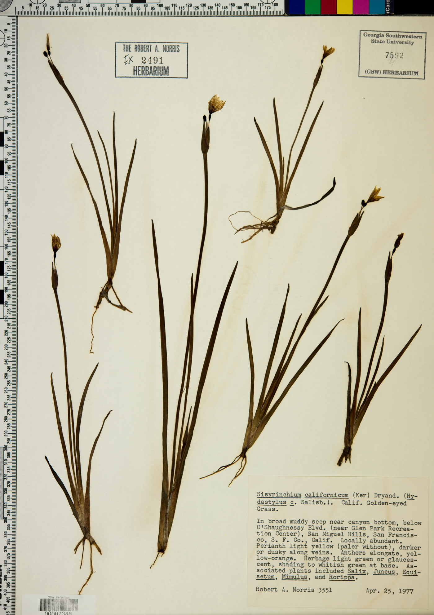 Sisyrinchium californicum image