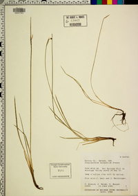 Sisyrinchium halophilum image