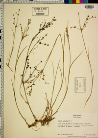 Juncus articulatus image