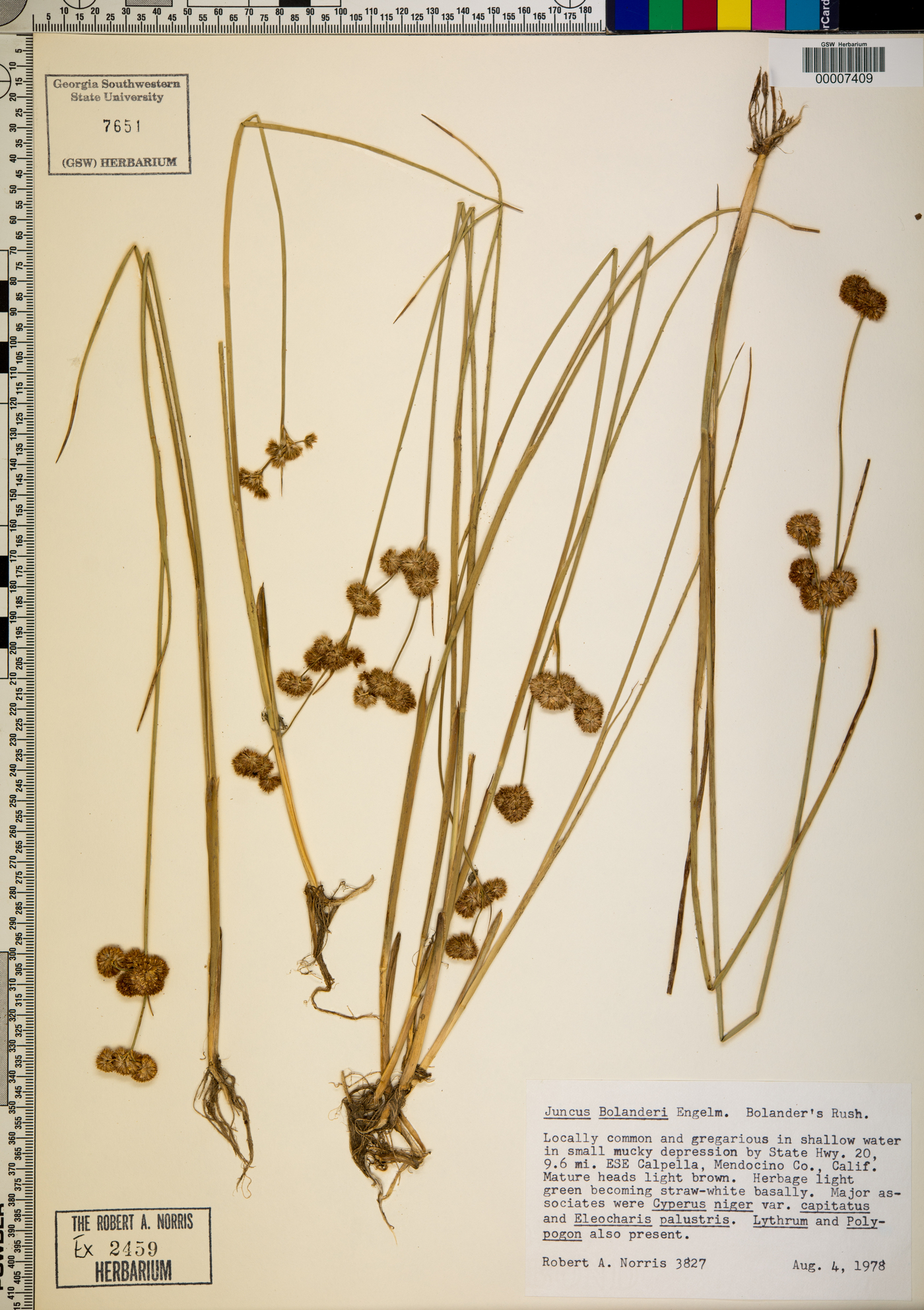 Juncus bolanderi image