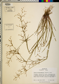 Juncus brachycephalus image