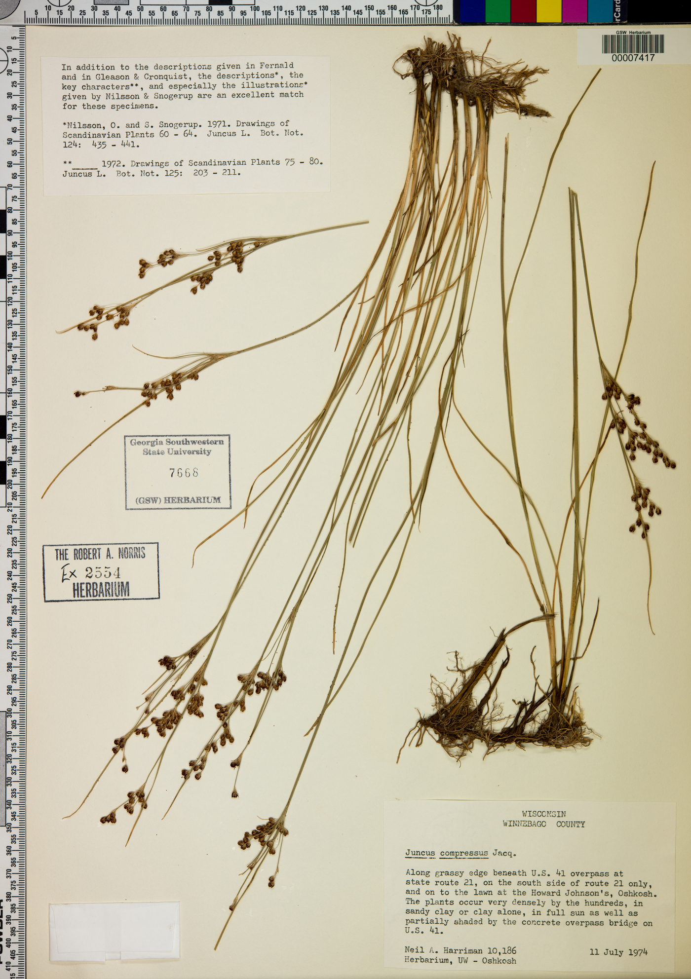 Juncus compressus image