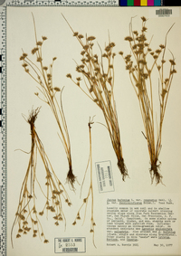 Juncus bufonius var. congestus image