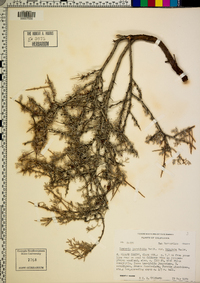 Krameria parviflora image