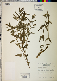 Agastache micrantha image