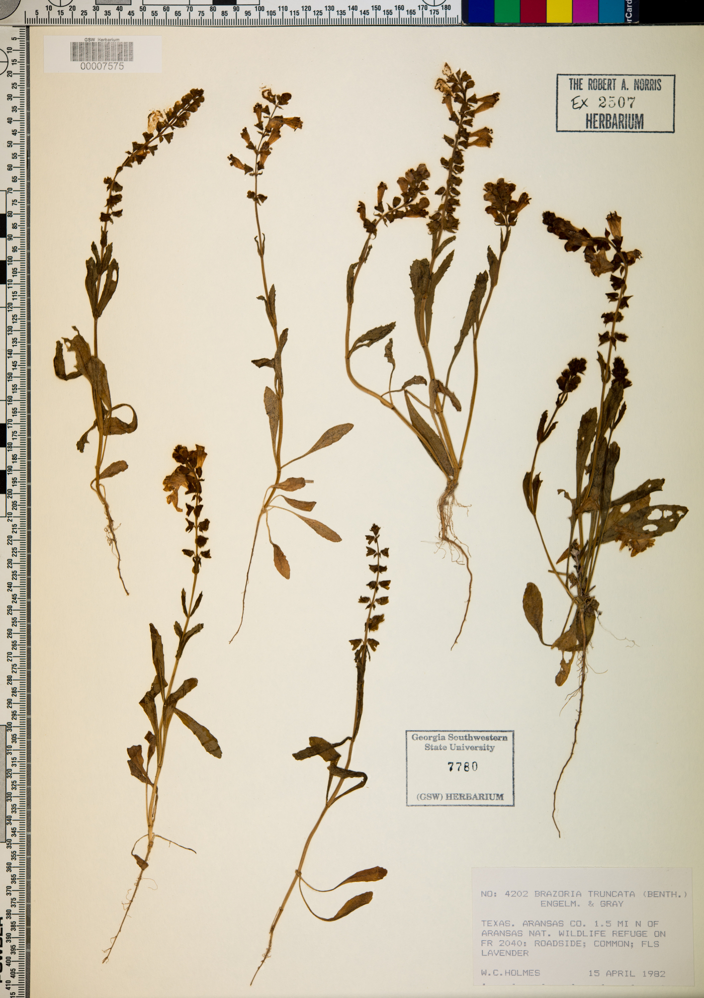 Brazoria truncata image