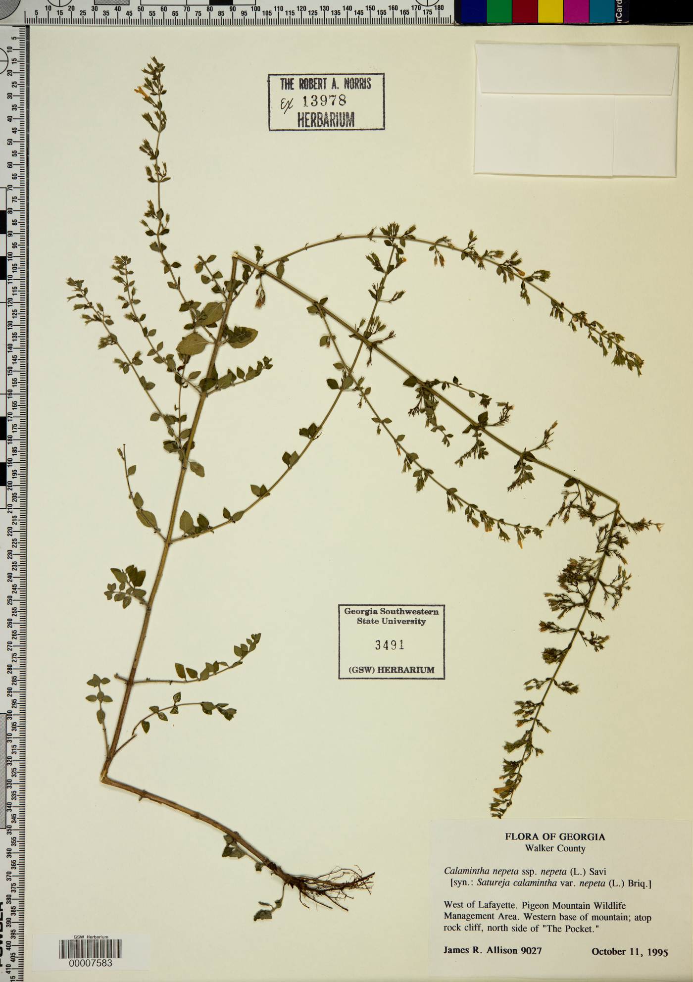 Calamintha nepeta subsp. nepeta image