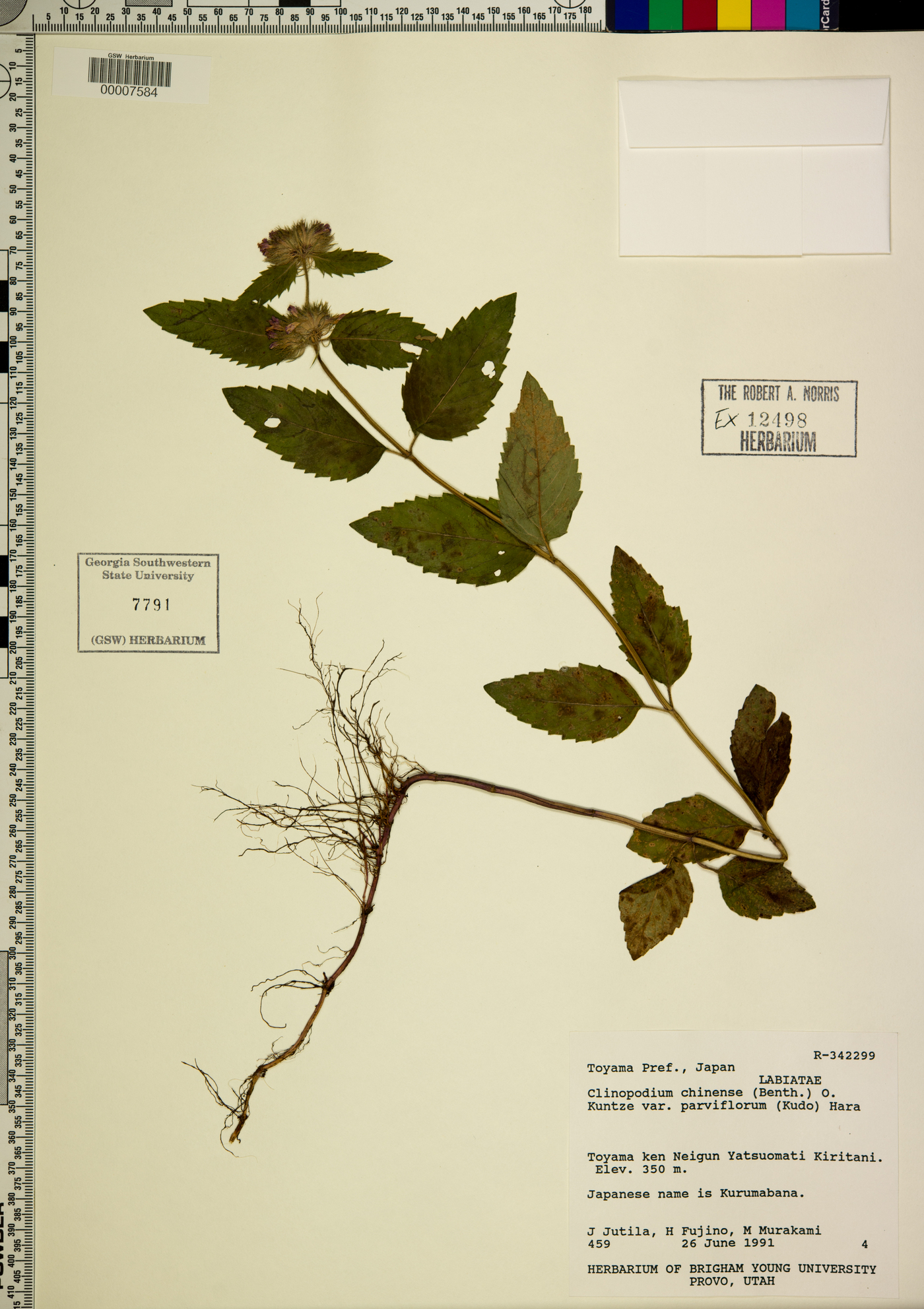 Clinopodium chinense image