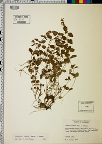 Stachys crenata image