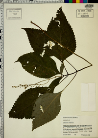 Collinsonia canadensis image