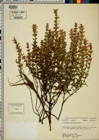 Dicerandra densiflora image