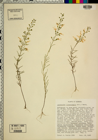 Dicerandra linearifolia image