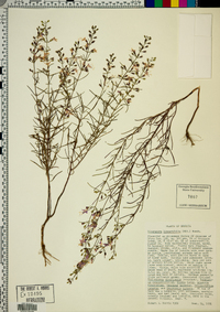 Dicerandra linearifolia image