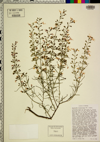 Dicerandra linearifolia image