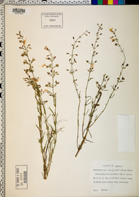 Dicerandra linearifolia image