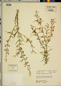 Dicerandra linearifolia image