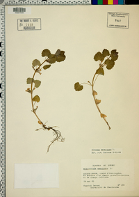 Hydrocotyle americana image