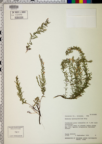 Hedeoma hyssopifolia image