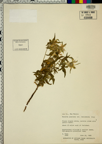 Monarda punctata var. lasiodonta image