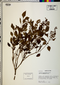 Ocimum micranthum image