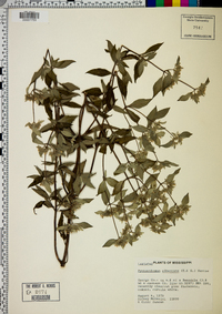 Pycnanthemum albescens image