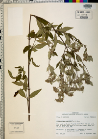Pycnanthemum albescens image