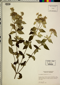 Pycnanthemum albescens image