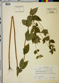 Pycnanthemum muticum image