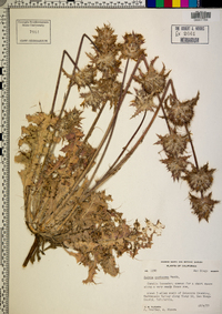 Salvia carduacea image