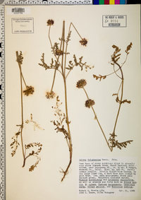 Salvia columbariae image