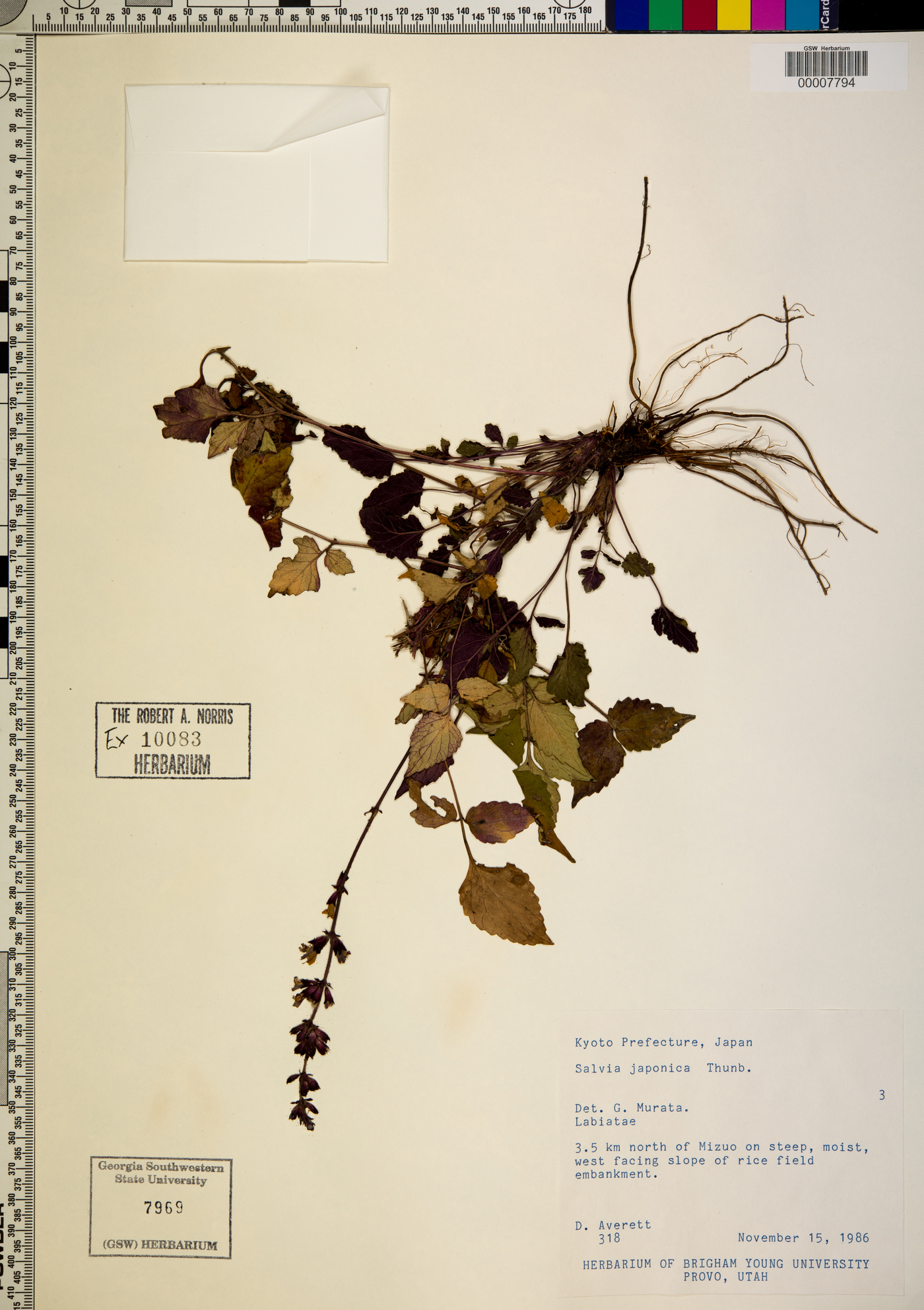 Salvia japonica image