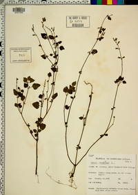 Salvia serotina image