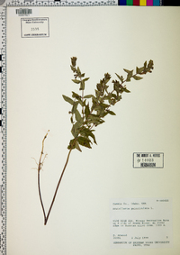 Scutellaria galericulata image